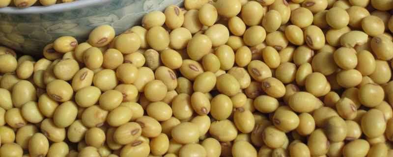 潍黑豆1号大豆种子特征特性，适宜播期为6月10～20日