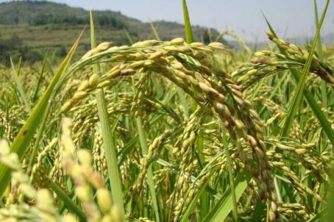百香长糯水稻种简介，每亩有效穗数16.7万