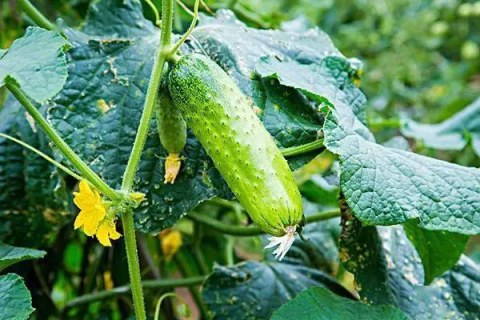 越冬水果型小黄瓜的栽培技术,育苗技术分享