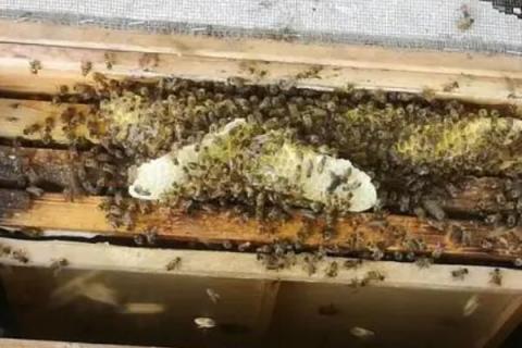 蜜蜂自然分蜂的过程，首先工蜂会在巢门前聚集