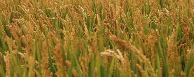 桂育11号水稻种子介绍，适时播种