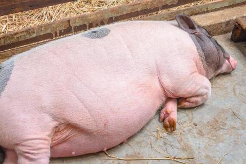 猪睡觉一般睡几个小时，睡眠时间为7.2小时左右