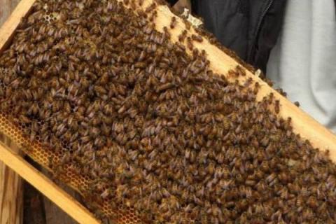 什么叫自然分蜂期，指蜜蜂自然分蜂发生得最为集中的时期