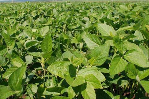 鑫兴6号大豆种子特征特性，适宜区域5月中旬播种