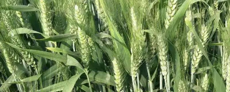 陇中5号小麦种子介绍，9月中下旬播种