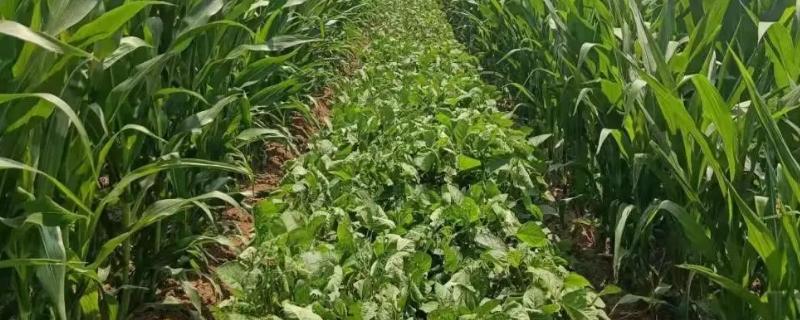 东农70大豆品种简介，选择中上等肥力地块种植