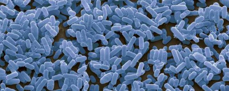 枯草芽孢杆菌治根腐病吗，对于重茬病、根腐病、灰霉病等防治效果非常好