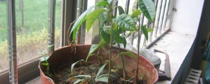 榴莲种子能不能种，种植前将种子放在清水中浸泡3-7天