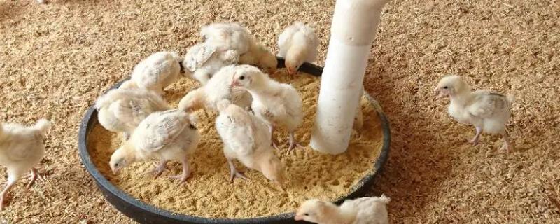 小鸡的养殖技术，把鸡舍的温度稳定在18℃-24℃之间