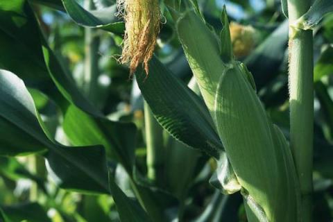 先达304玉米种子特征特性，中等肥力以上地块栽培
