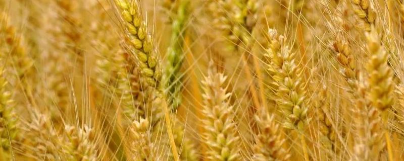 石麦28小麦种子介绍，比对照品种洛旱7号熟期略早