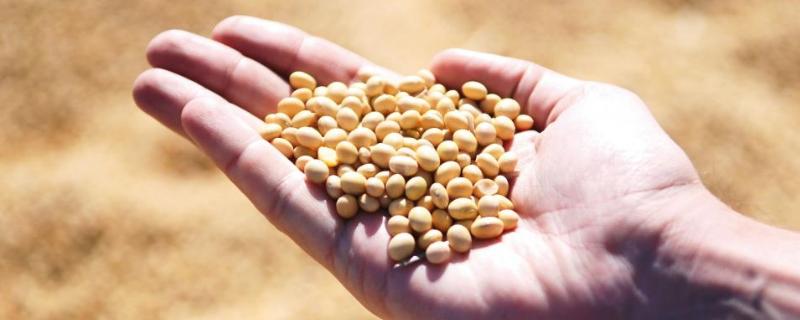 辽豆59大豆品种的特性，辽宁省春播生育期131天左右