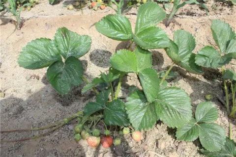 草莓苗怎么种，大棚种植的管理