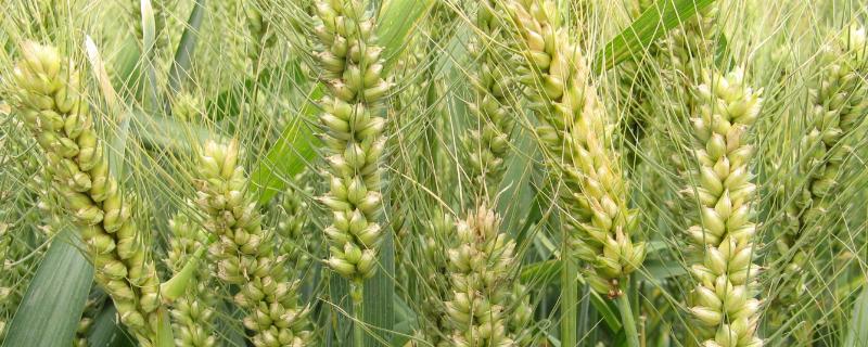 扶麦368小麦种子特点，生育期191.5天