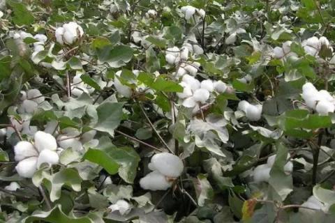 ZHM19棉花种子介绍，露地直播以4月下旬播种为宜