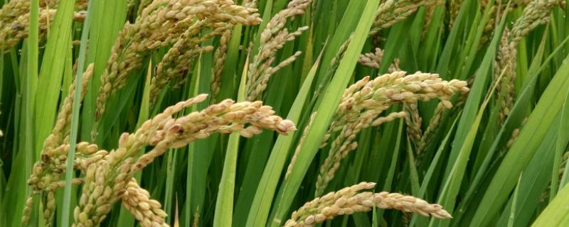 川绿优907水稻种子介绍，注意防治稻瘟病