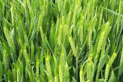 峰川18小麦品种的特性，适宜播期10月5～15日