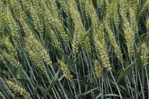 兰天36号小麦种子介绍，9月上旬至10月中旬播种