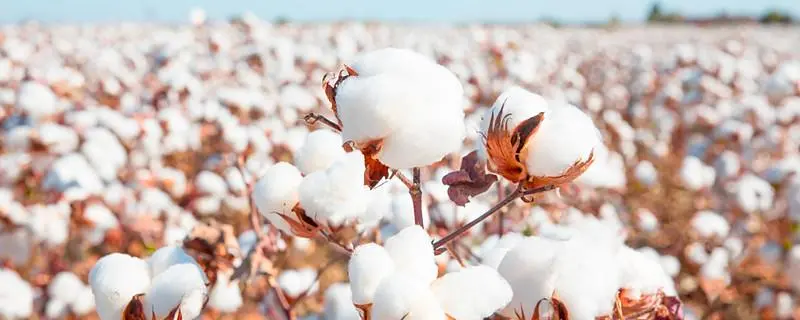 棉花的主要产区在哪，探究中国棉花产业的产区