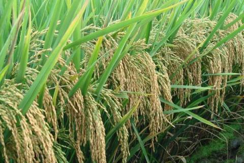 创两优513水稻种子介绍，全生育期为152.3天