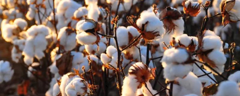 盛棉2号棉花种子特征特性，达到中绒陆地棉品种标准