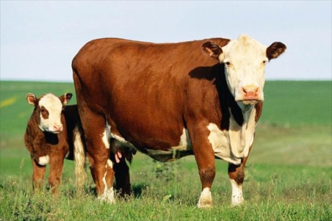 现在养牛前景如何，养牛的成本和利润
