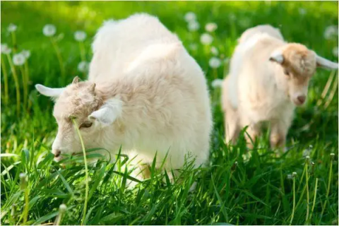 绵羊都有哪些品种，绵羊品种大盘点