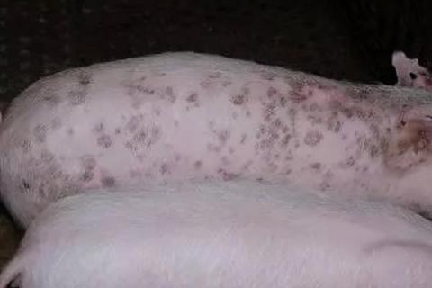 引起仔猪圆环病毒的原因，发霉变质的饲料中的霉菌毒素会诱发