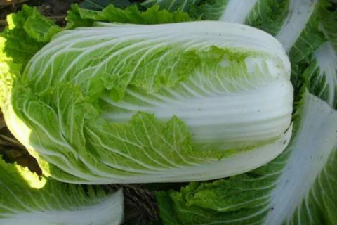 白菜啥品种好，专家分享给你