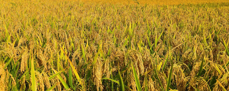 犇优88水稻种简介，大田每亩用种量5千克