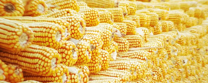 金诚6玉米种子特征特性，注意防治粗缩病和瘤黑粉病