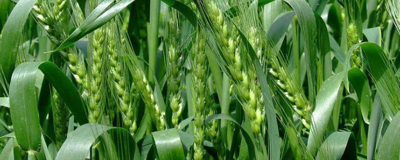 垦冬200565小麦种子特征特性，属优质中筋小麦品种