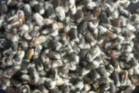 新石选122棉花品种的特性，适宜播期4月10-25日