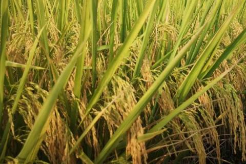 泰优2068水稻品种的特性，全生育期117天