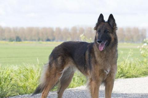 比利时牧羊犬的性格，性格聪明、勇敢