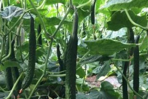 黄瓜如何正确施用肥料，应及时分期追肥