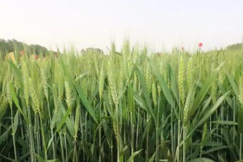 南麦660小麦品种的特性，2017年中抗条锈病
