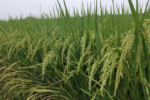 内优6183水稻品种简介，综合防治病虫害