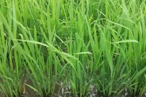 百丰香糯水稻种子简介，晚稻7月上旬播种
