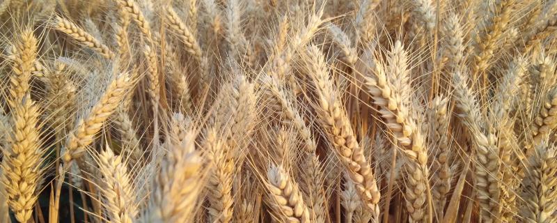 周麦36号小麦种子简介，高抗条锈病和叶锈病