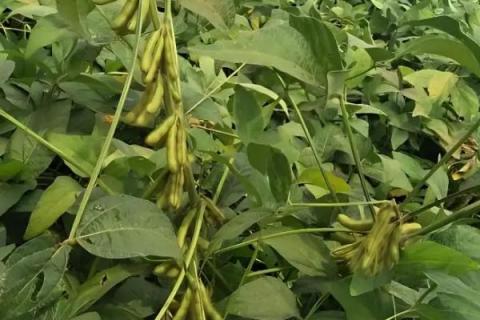 中黄204大豆品种的特性，适宜播期为6月上中旬