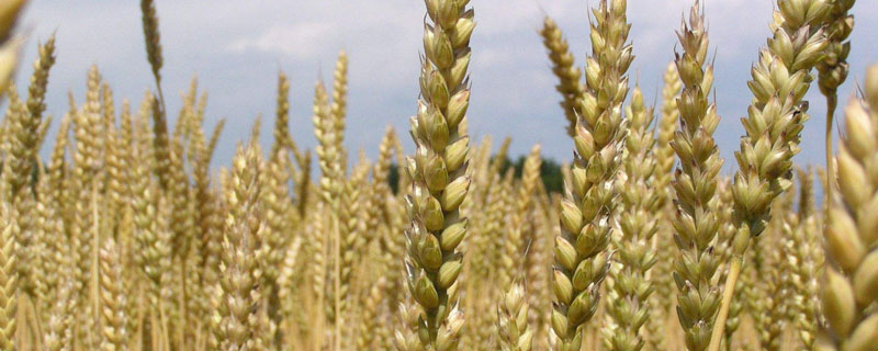 西麦158小麦种子简介，注意防治病虫害