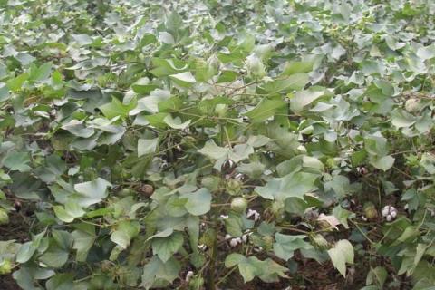 赣棉KS002棉花品种的特性，每亩施纯氮18公斤