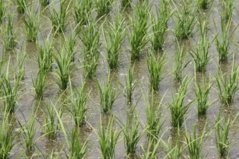 隆两优150水稻品种简介，晚造平均全生育期115天