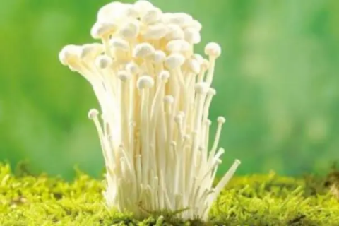 金针菇种植成本，金针菇的种植条件