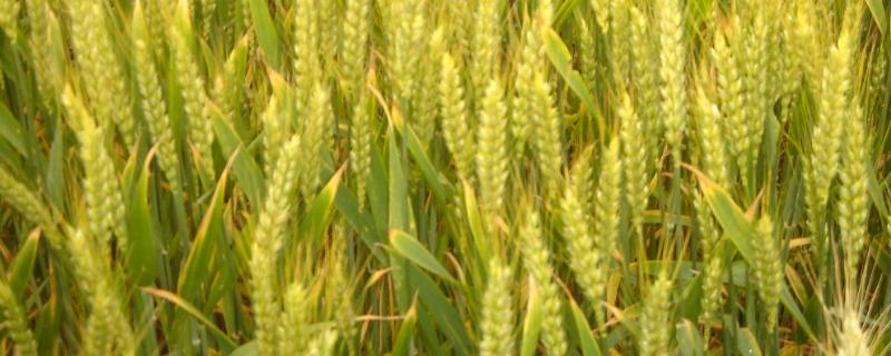 雨水多的时候小麦如何管理，要预防雨后青枯、干热风等