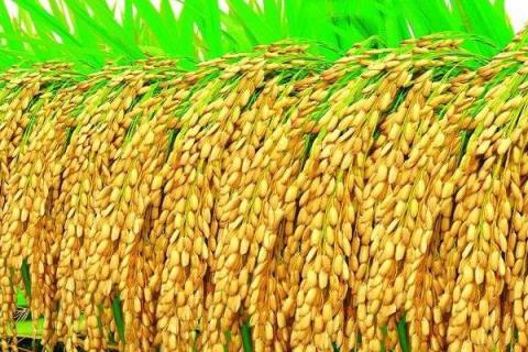 五优618水稻种子介绍，籼型三系杂交水稻品种