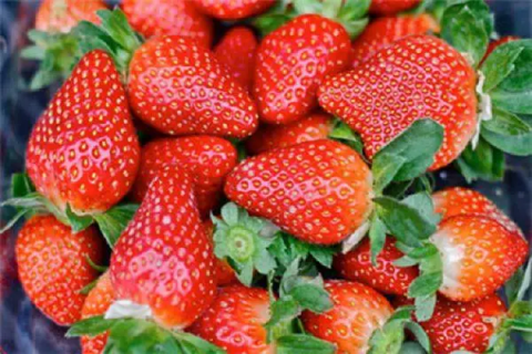 大棚草莓的栽培技术，实行轮作能提高草莓的抗病能力