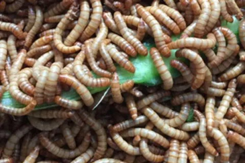 蛋白虫的养殖，蛋白虫是黄粉虫吗