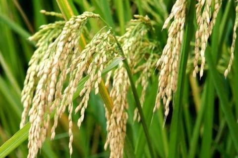 文稻19号（试验名称：文稻19号）水稻种子简介，全生育期157.7天
